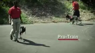 About Pro Train
