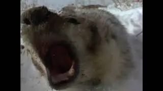 Wild America (1993) | S11 E4 'Belligerent as a Badger' | Full Episode | FANGS