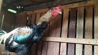 Suasana kandang pagi hari 