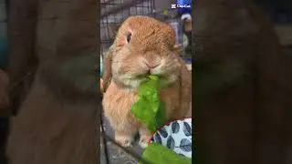 Morning lettuce always taste so good 😋🥬 #lettuce #bunnies #rabbit #rabbitlife #eatgood #eating #eat