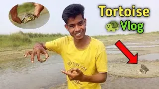 Tortoise🐢 in Nature river | Survive in Nature river