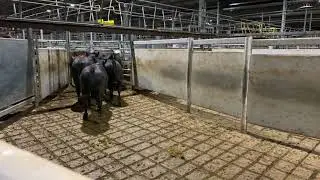 Pen 77 wurst (pink mark)