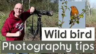 Wild bird photography tips at a local nature reserve