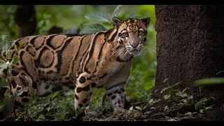 &ldquo;Clouded Leopard: The Phantom of the Forest&rdquo;