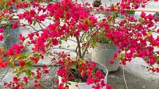 Rooftop garden in Bangladesh.Bougainvillea red .Flowers in Bangladesh.Rooftop agriculture-5