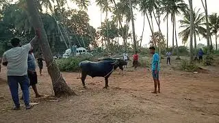 Traditional culture of Goa....🤘😎