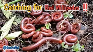 Catching Hundreds of Millipedes, An Epic Backyard Adventure #MillipedeHunt ​#BackyardAdventure