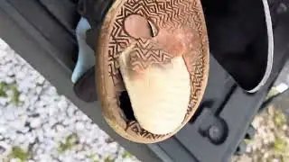 Wrecking The Roadside Found Nike SB Check Skateboarding Shoes Even More - Then Change Back To Uggs!