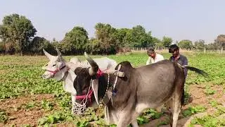 રાયડુ