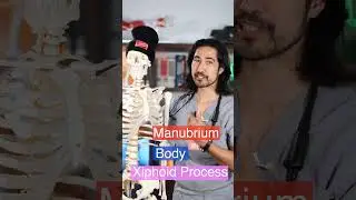 Your Sternum Has Three Parts #anatomy #fitness #chest