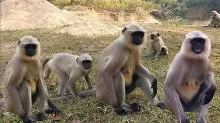 Wild Langur Family Came Very Close 😲 Rare Group Moment!