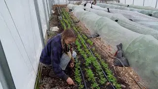 Сбор урожая в Арканзасе | Выбор достоинства и сострадания во времена продовольственной нестабильн...