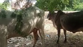 Ox Meets Cow &ndash; The Real Village Conference 😱🐄🐂#ViralAnimals #FarmComedy #DesiTrend