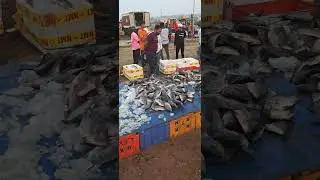 hubli fish market BAC Wholesaler merchant fish