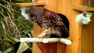 MRS OWL ON PERCH Jan 23 15 14:57