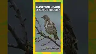 Song Thrush singing
