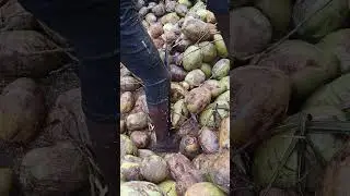 coconut stripping #viralvideo