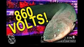 ELECTRIC EELS and 40K ASIAN AROWANAS in China