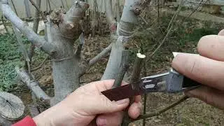 Grafting fig.. Stepenie figy, multi fig. 14 odrodova