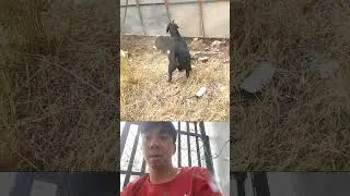 The dog was helpless against the goat. #shortvideo #viral #funny #animals #short #viralvideo