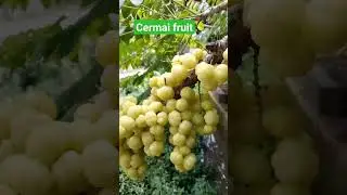 Cermai Fruit