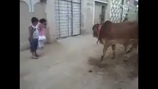 HOW TO HIPNOTIZE A COW
