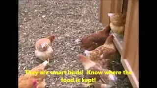 Chicken Coop Tour, Red Star chickens and brown eggs