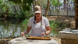 Detecting Tropilaelaps in honey bee colonies - brood uncapping (PHIRA Science)