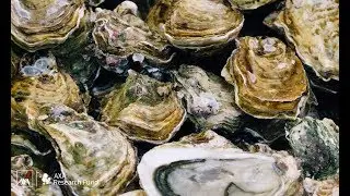 Un vaccin ADN peut-il vaincre les allergies aux fruits de mer? | AXA Research Fund