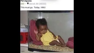 Russian mafia eats Mohammed's Pet niguana