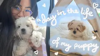 A day in the life of my puppy 🐾 10 week old cavoodle, potty training & puppy class