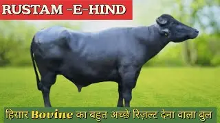 RUSTAM &ndash;E&ndash;HIND हिसार Bovine के इस बुल को देख कर आप चौक जाएंगे 😱#murrahbull #bull #hldbbull #murrah