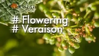 The flowering and the veraison