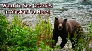 We Saw Grizzly Bears Every Day Here, Finally!!