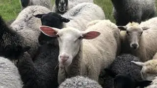 Das Bl&ouml;ken der Schafe / The bleating of the sheep / Le b&ecirc;lement des moutons /El balido de las ovejas