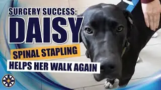 Surgery Success: Daisy