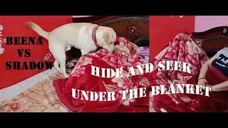 Playing Hide and Seek with Labrador Dog Under the Blanket | Funny Video | Funny Game | Blanket Prank