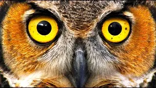 The Legend Of Owl: Shuswap - Secw&eacute;pemc  (*2 Versions)