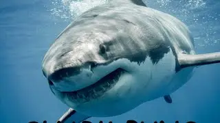 Shark PUNS