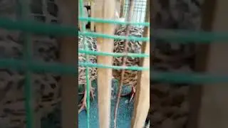 baby born baby Black Francolin #shorts #viral #suspense #funny #birds