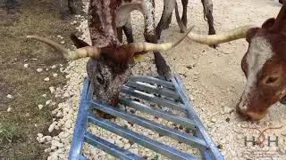 Cattle Stepping on Oz Autogate
