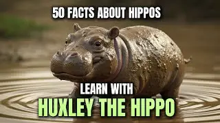 50 Incredible Things You Didn&rsquo;t Know About Hippos 🦛 | Learn  with  Huxley the Hippo!