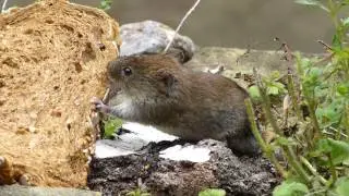 2014 06 07 woelmuis in de tuin 030 7