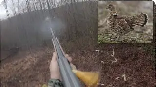 Appalachian ￼Ruffed Grouse hunting at its finest! 