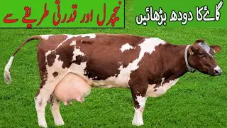 Boost your cows' milk yield with natural forage secrets | imranarish |