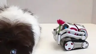 Cozmo Robot