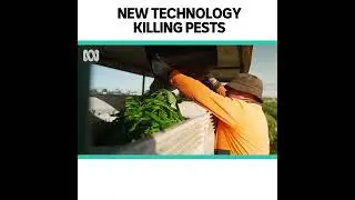 Electronic Fly Trap Innovation on the Austchilli Farm