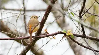 001桃園角板山公園梅花飄香的季節