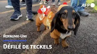Des centaines de teckels en tenue de No&euml;l d&eacute;filent dans Hyde Park, &agrave; Londres | AFP