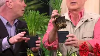 Roberta's 4-pc. Non-Stop Popsicle Series Red Hot Pokers on QVC